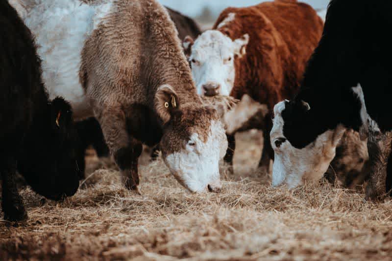 Brown, black, and white cows eating hay off the ground