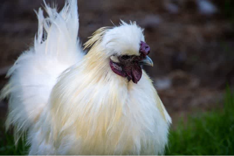 A white Silkie chicken outside on some grass with dirt in the background.