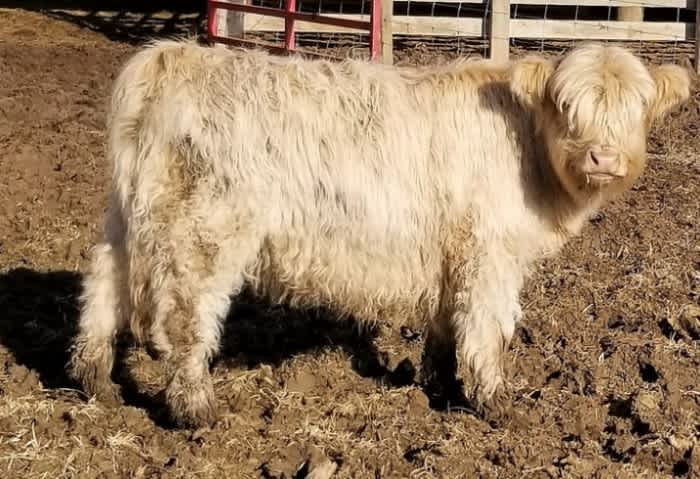A white furry mini highland cow standing on some mud with a fence in the background on a sunny day