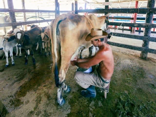 a man milking a cow while sitting down