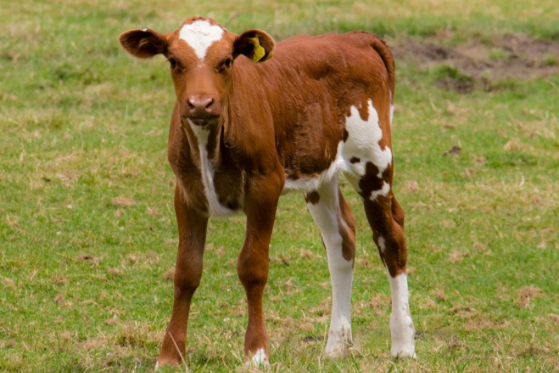 A young brown and white calf standing on some grass outside