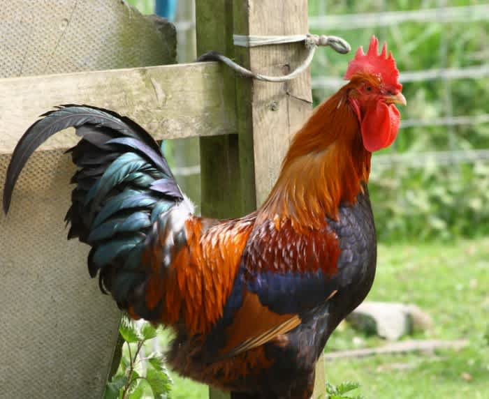 An orange, black, and green Welsummer Rooster standing outside on some green grass next to a wooden fence