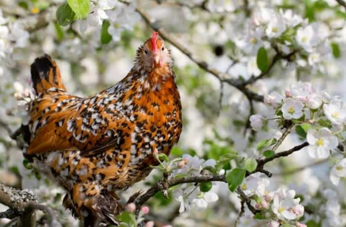 A Barbu d'Uccle Rooster on a branch of a flowering white tree outside