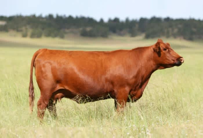 The side profile of a Red Angus cow standing in the middle of a field