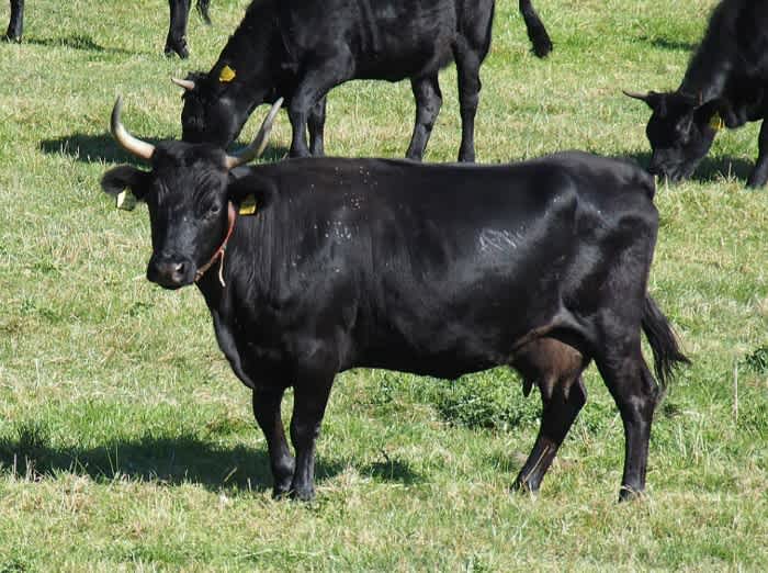 The side of a black Dexter cow on a field among other Dexter cattle grazing