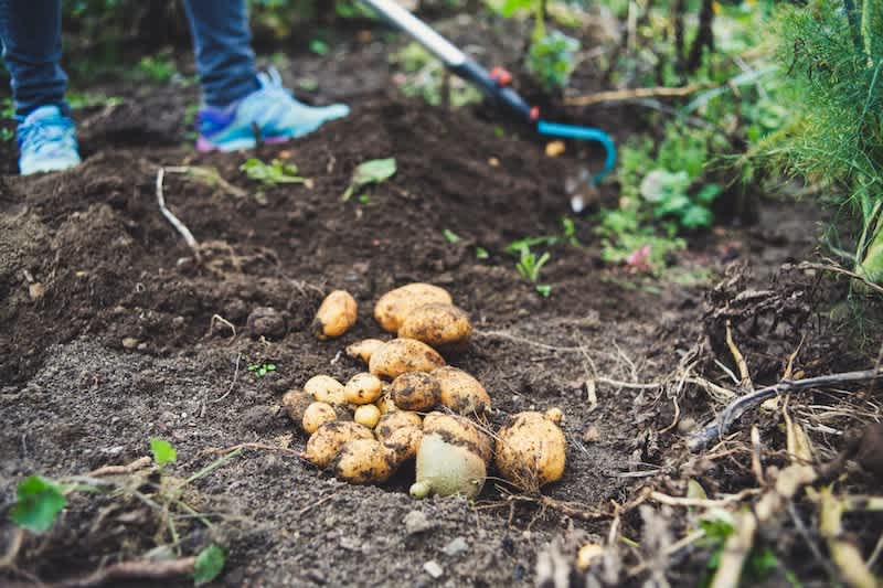 several potatoes in a pile on the dirt