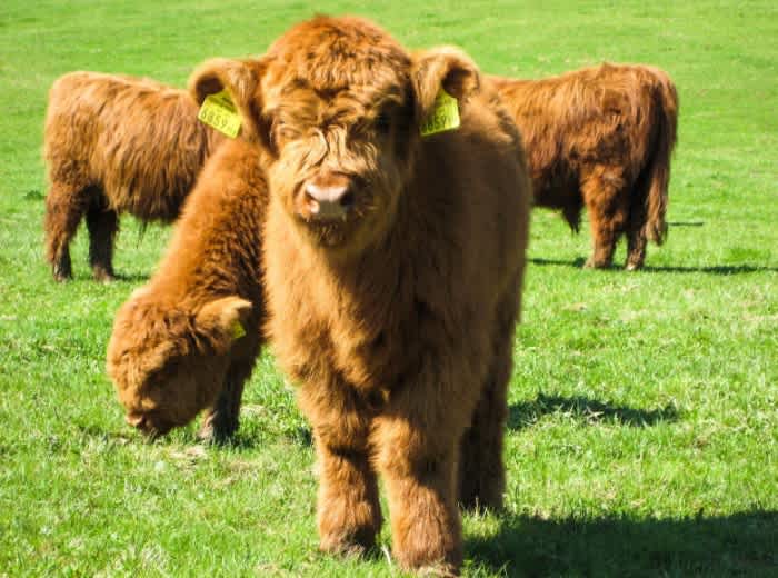 A brown mini highland cow with three other brown mini highland cattle in the back grazing grass on a sunny day