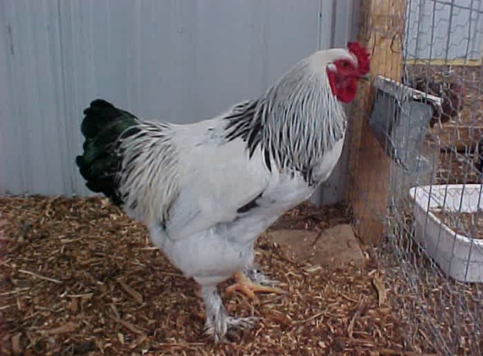 A white Brahma Rooster with a black tail standing on wood shavings next to a wire fence