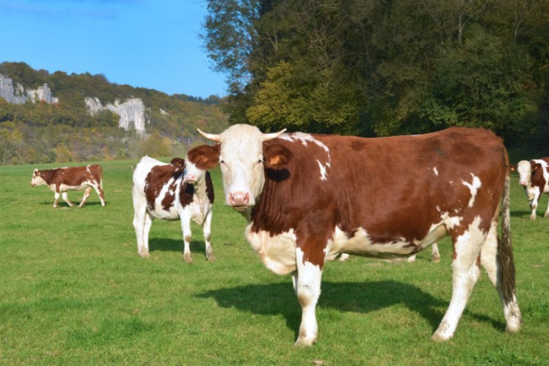 Some brown and white Hereford cows standing in a field outside on a sunny day