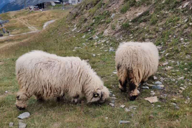 Two Blacknose sheep grazing on grass next to a hill