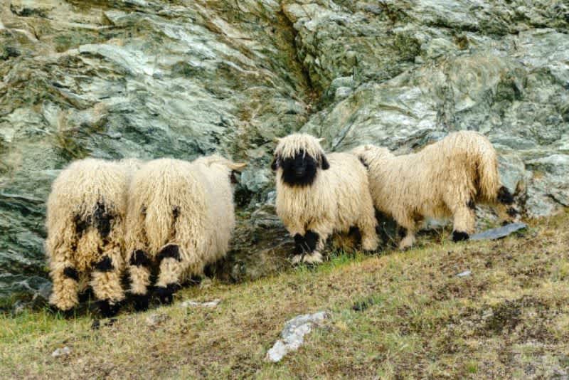 four blacknose sheep on a hill