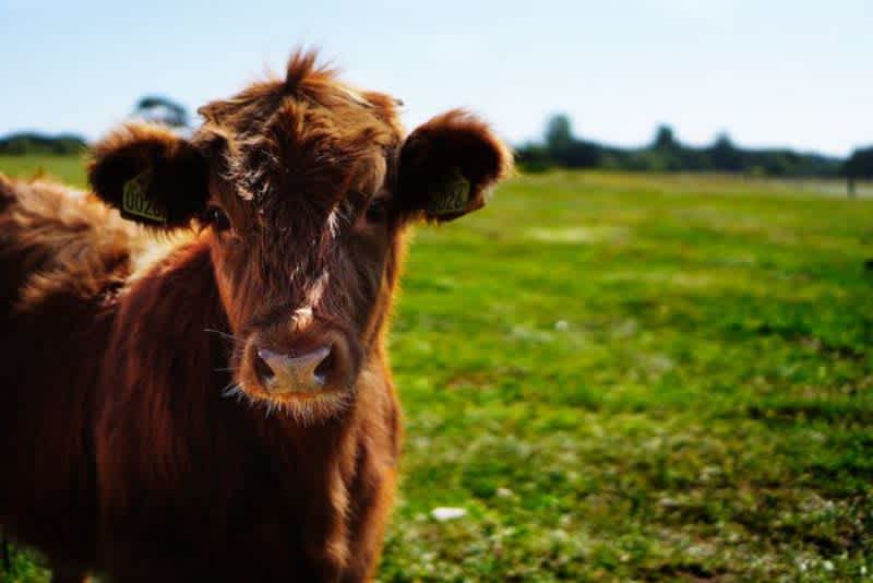 A brown teacup mini cow standing on some green grass on a sunny day