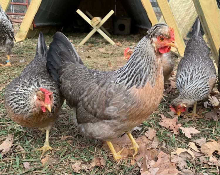 three legbar chickens rummaging on the grass