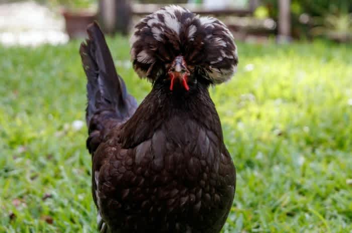 A black Polish Rooster standing on green grass outside
