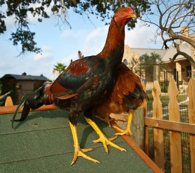 A Malay rooster standing on a small roof outside in the sun next to a wooden fence