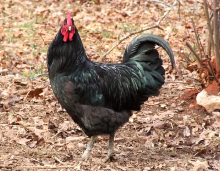 A black Java Rooster standing on some dead leaves and dirt outside