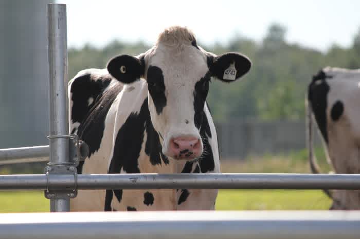 A Holstein cow next to a metal fence in a green pasture