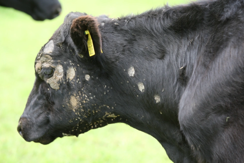 Signs of ringworm on a black cow