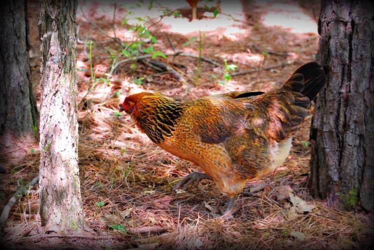 one example of an easter egger chicken walking in the forest