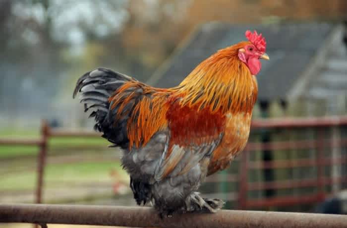 An orange and gray Cochin Rooster standing on top of a metal fence on a farm