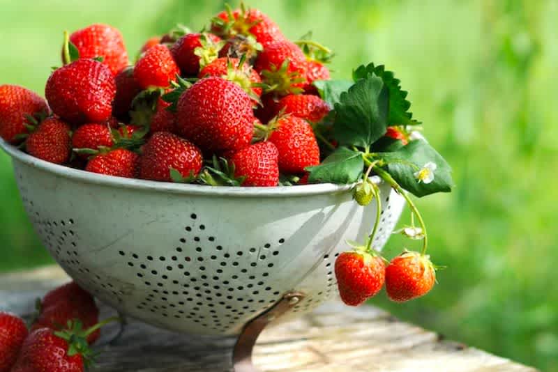 A bunch of juicy strawberries in a colander on a wooden table