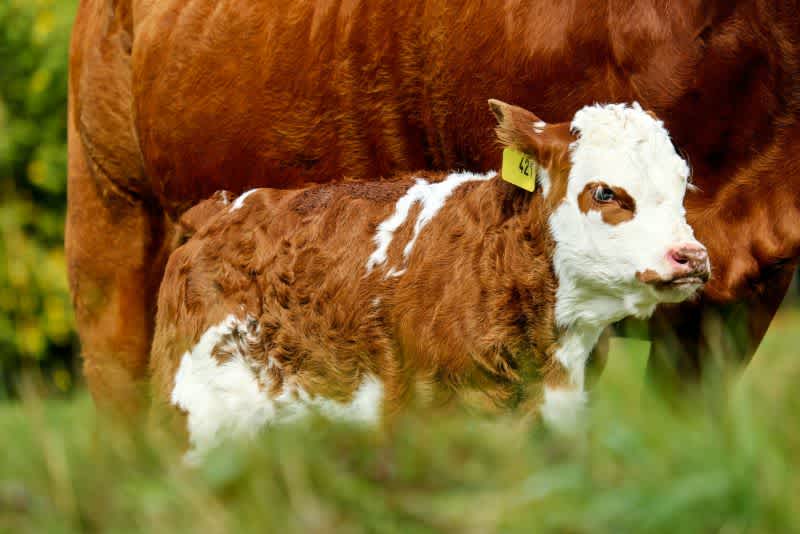 A brown and white calf next to its mother outside.