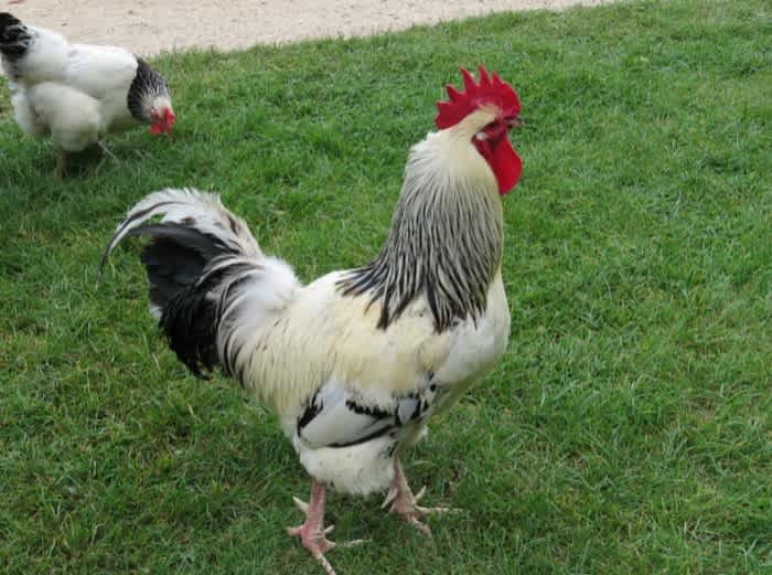 A white and black Sussex Rooster walking on some grass outside next to another white Sussex Rooster pecking the ground
