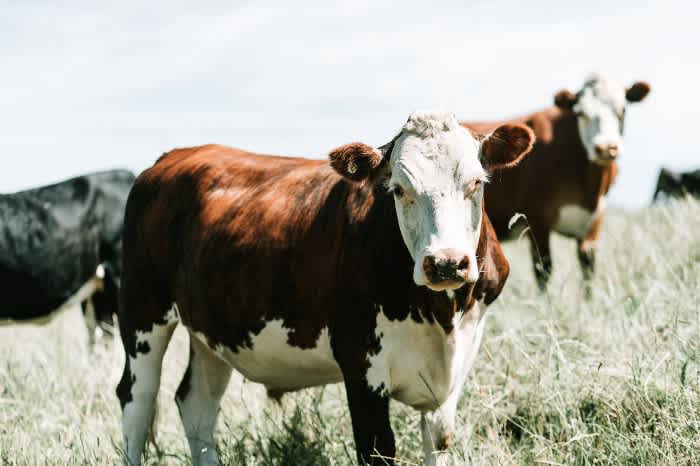 A brown and white Hereford cow standing in a field surrounded by other cattle