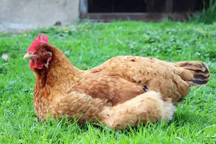 a light brown hen squatting on the green grass