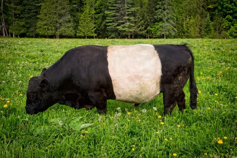 a white and black belted galloway smells the green grass