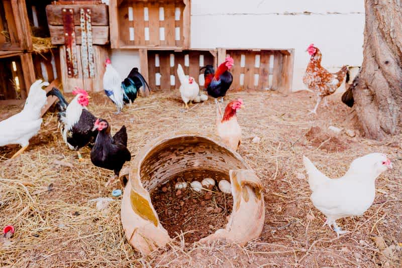 several chickens feeding inside their coop