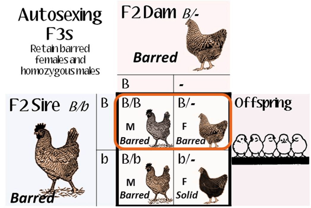a diagram demonstrating autosexing and resulting offspring differences