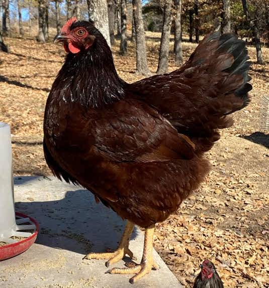 A single Rhode Island red chicken standing on concrete