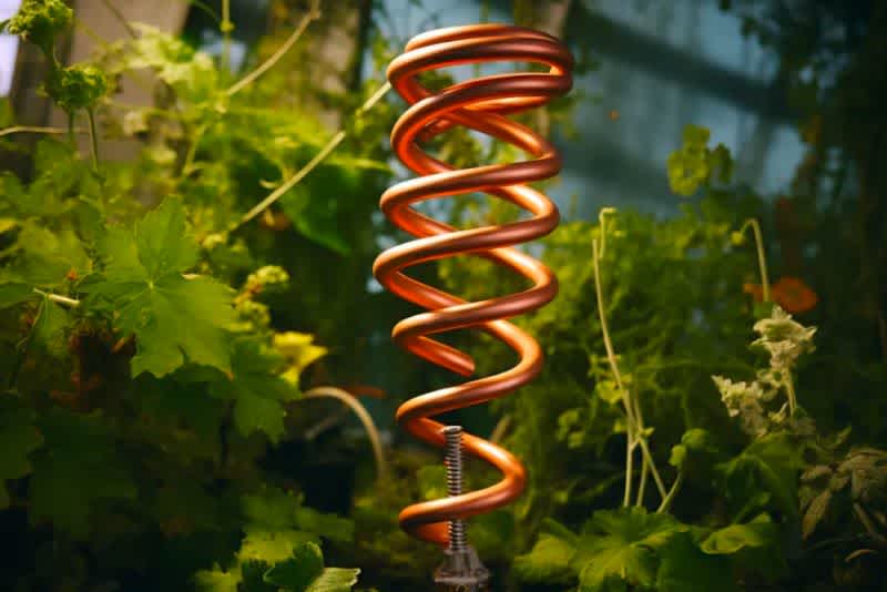a coil used for electroculture tests rests in the middle of a plant