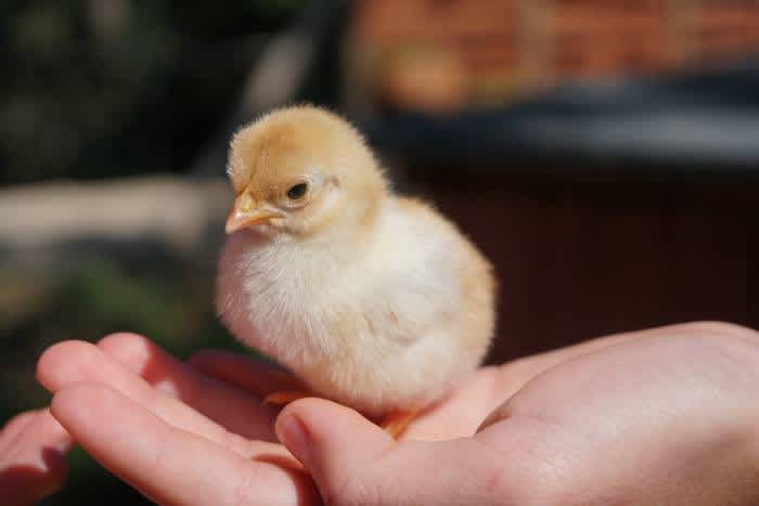 a baby chick in the palm of a hand