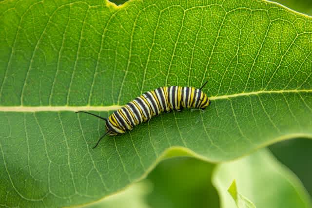 A yellow and black caterpillar on green leaf