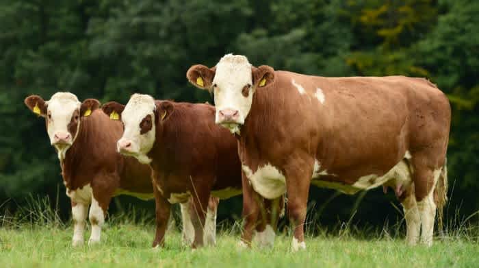 Three Simmental cattle standing in a row on a field outside