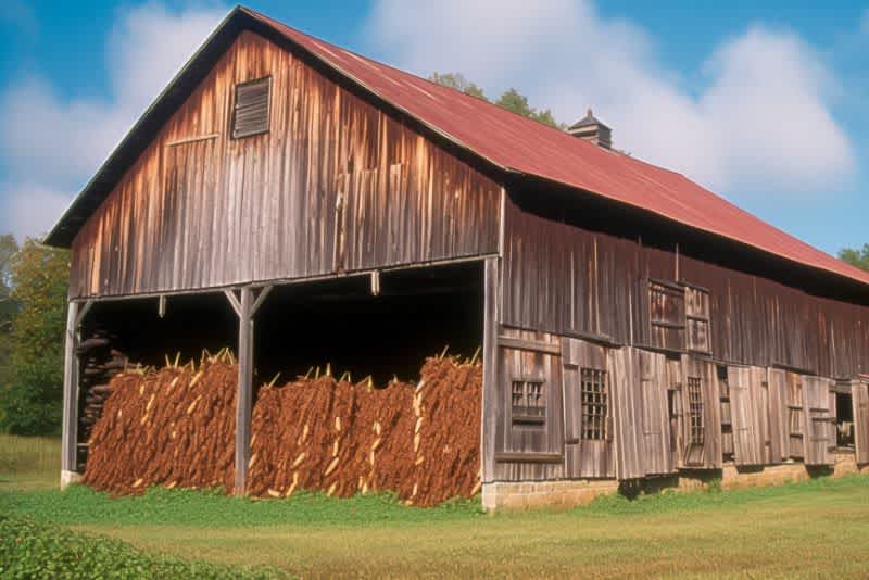 a large tobacco barn with a view of the tobacco on the open side