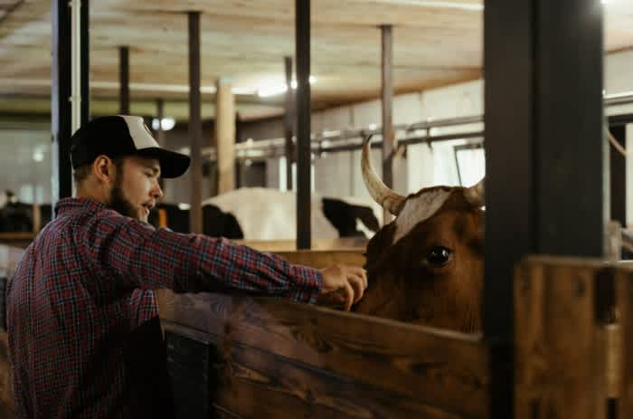 A young farmer wearing plaid and a hat petting a brown cow over a gate in a barn