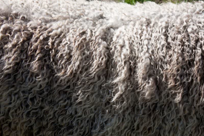 a photo of sheep’s wool