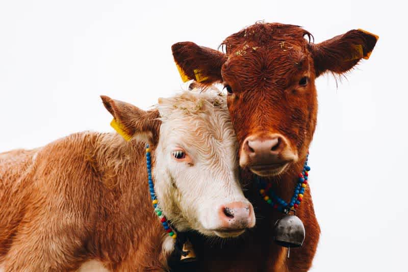 two cows wearing colorful necklace cuddle next to one another