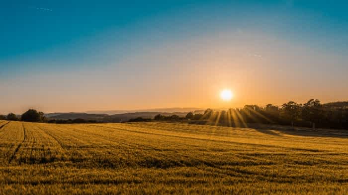 A large beautiful pasture on a clear day with the sun setting in the distance