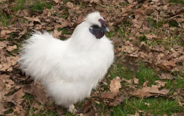 A white Silkie Rooster standing on dead leaves and grass
