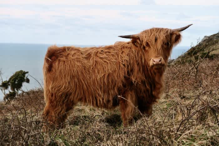 A Highland cattle standing on a hill with a body of water in the background
