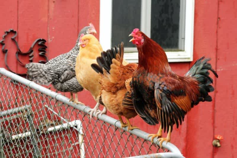 Four different colored chickens roosting on top of a metal chain link fence.