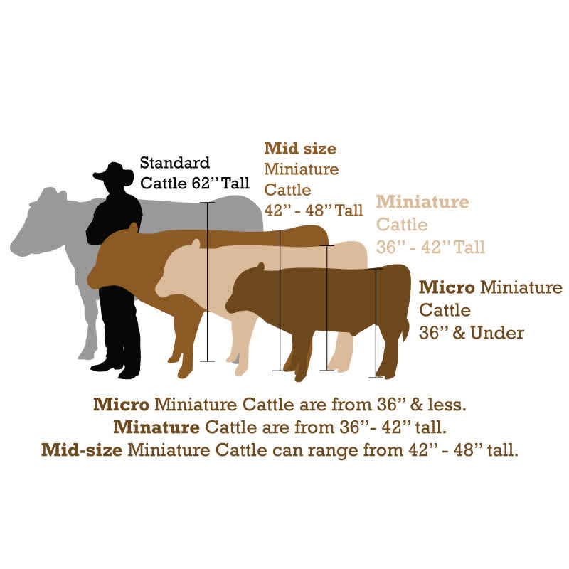 cow-size-chart