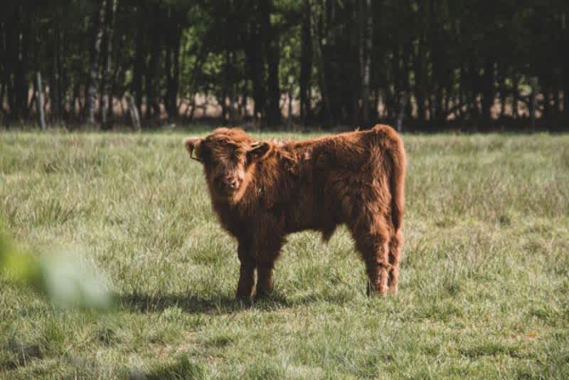 A teacup mini cow standing in the middle of a sunny field outside with a forest in the background