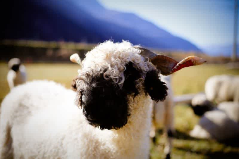 A young Blacknose lamb in the pasture with its flock