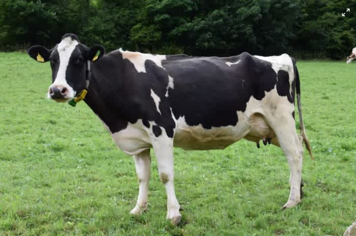 A black and white Holstein cow standing in the middle of a green pasture with bushes in the background