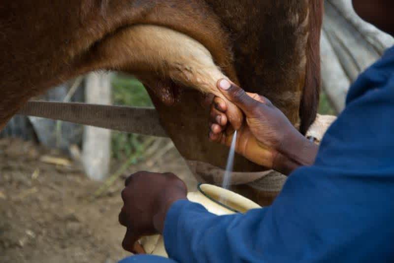 Man milking a brown cow outside